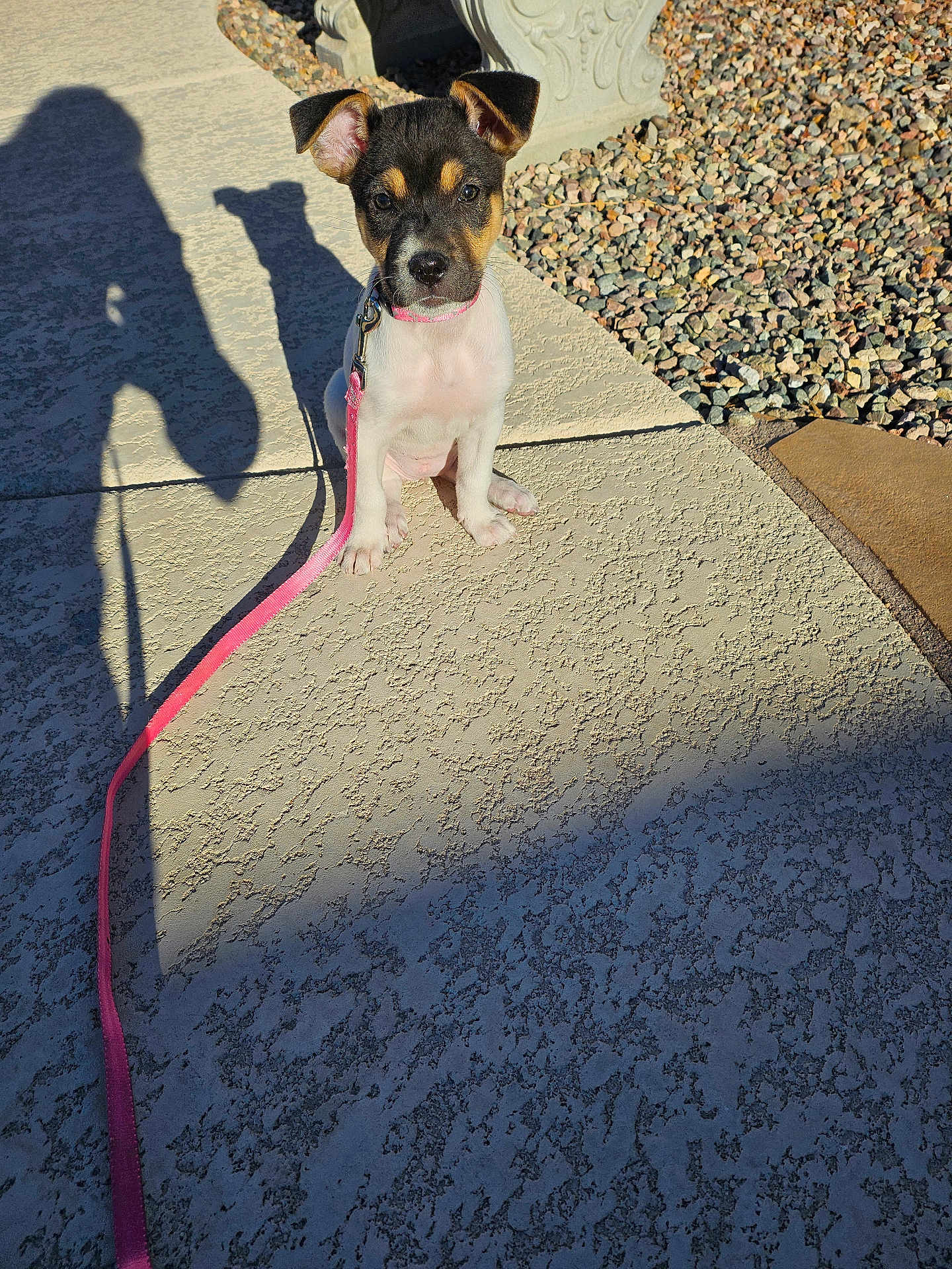 Rosie
