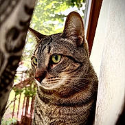 Toya is registered to the contest to win money with this photo: animal, calm, cat, close_up, curtain, daylight, domestic_cat, fur, green_eyes, houseplant, indoor, looking_away, nature_background, pet, portrait, side_view, striped_fur, tabby_cat, whiskers, window