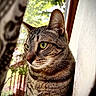 animal, calm, cat, close_up, curtain, daylight, domestic_cat, fur, green_eyes, houseplant, indoor, looking_away, nature_background, pet, portrait, side_view, striped_fur, tabby_cat, whiskers, window