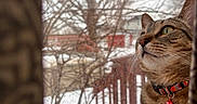 Toya joined the competition — help win amazing prizes! animal, bell, blurred_background, cat, close_up, collar, curtain, feline, house, indoor, looking_up, outdoor, pet, raindrops, snow, tabby_cat, tree_branches, window, winter, wooden_railing