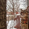 animal, bell, blurred_background, cat, close_up, collar, curtain, feline, house, indoor, looking_up, outdoor, pet, raindrops, snow, tabby_cat, tree_branches, window, winter, wooden_railing