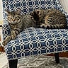 Toya is registered to the contest to win money with this photo: animal, blue, carpet, cat, chair, close_up, cozy, domestic, feline, furniture, grooming, indoor, patterned_fabric, pet, relaxed, resting, striped_fur, tabby_cat, two_animals, white