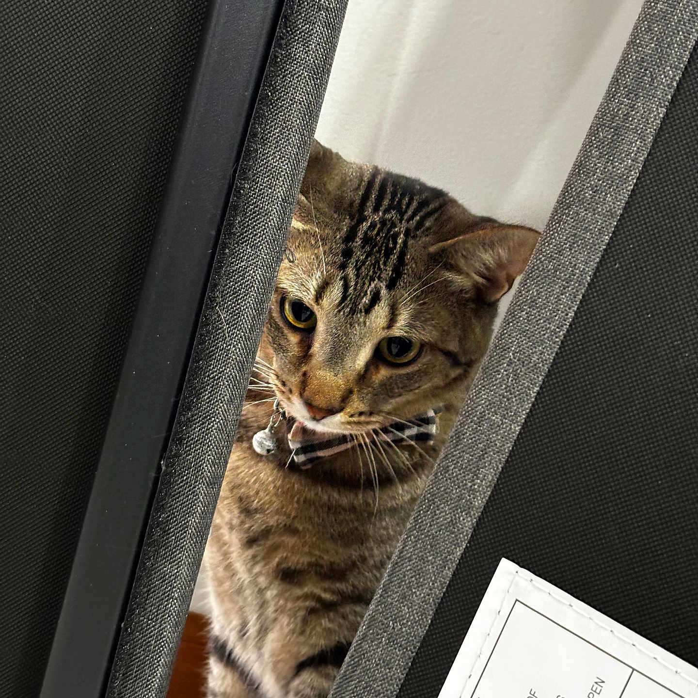 Toya is registered to the contest to win money with this photo: alert, animal, cat, closeup, collar, curious, ears, eyes, fabric, feline, household, indoor, peeking, pet, side_view, soft_lighting, striped, tabby_cat, texture, whiskers