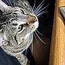 Toya joined the competition — help win amazing prizes! animal, black, brown, cat, close_up, curious, domestic_cat, feline, fur, green_eyes, indoor, looking_up, pet, portrait, striped, tabby, whiskers, white, wooden_surface, young_cat