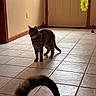 Keigo is registered to the contest to win money with this photo: animal, baseboard, cat, curious, domestic_cat, door, feline, floor, hallway, home, indoor, light_switch, pet, shadow, standing, tabby_cat, tail, tile_floor, wall, yellow_garland