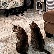 Keigo joined the competition — help win amazing prizes! animal_pair, cat, cat_house, chair, cozy, domestic_cat, ears, floor, furniture, indoor, living_room, looking_away, pets, rug, seated, striped, tabby_cat, tail, tile_floor, two_animals