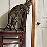 Keigo is registered to the contest to win money with this photo: animal, balance, brown, cat, chair, curious, domestic, door, feline, furniture, home, house, indoor, looking, paw, pet, standing, tabby, wall, wooden_chair