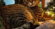Keigo is registered to the contest to win money with this photo: animal, blanket, cat, christmas_tree, close_up, cozy, curious, decorations, domestic_animal, festive, fur, holiday_lights, indoor, pet, relaxed, resting, tabby, tail, warm_lighting, whiskers