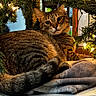 Keigo is registered to the contest to win money with this photo: cat, tabby, pet, animal, christmas_tree, holiday_lights, blanket, cozy, indoor, fur, whiskers, relaxed, decorations, festive, tail, close_up, warm_lighting, domestic_animal, resting, curious