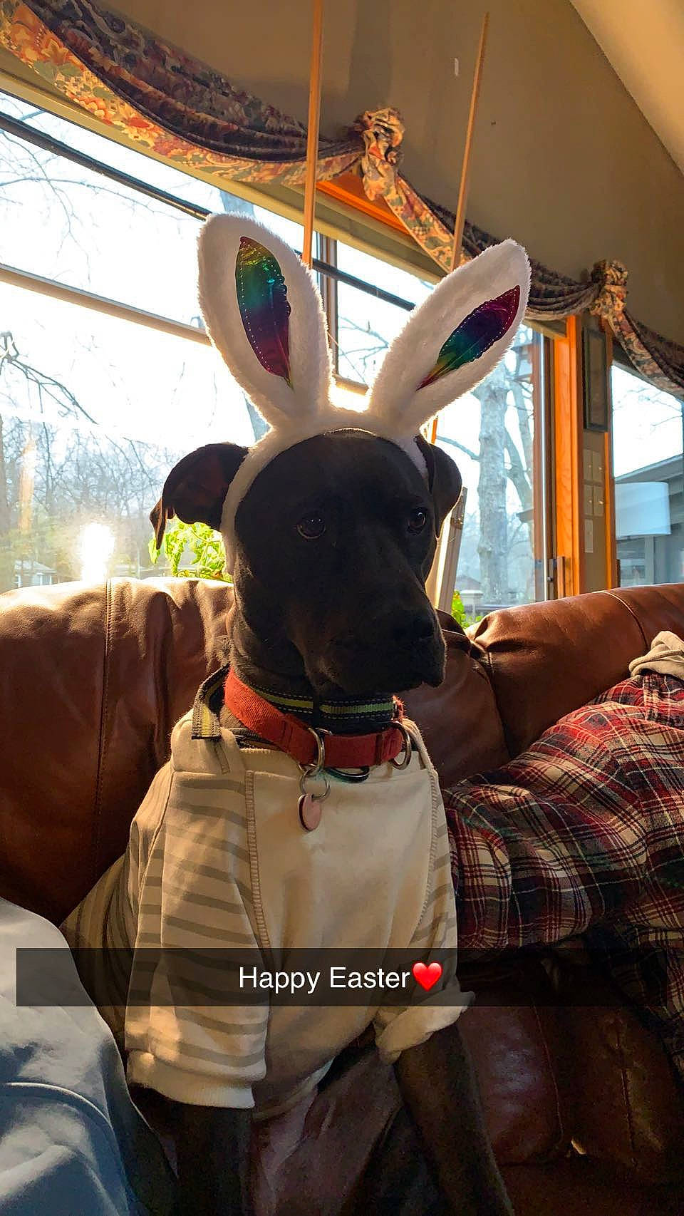 Rocco is registered to the contest to win money with this photo: antler, cap, cool, deer, fawn, fun, fur, hat, head, horn, plaid, reindeer, room, snout, tartan, tradition, tree, wildlife, window, working_animal