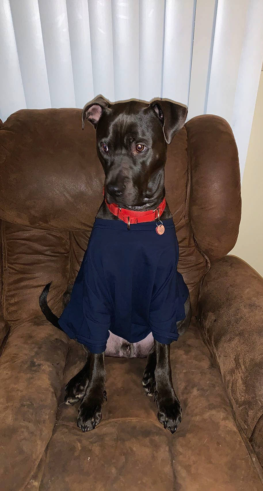 Rocco is registered to the contest to win money with this photo: canidae, carnivore, collar, companion_dog, couch, dog, dog_breed, dog_clothes, dog_collar, dog_supply, fawn, fur, personal_protective_equipment, sleeve, snout, sporting_group, t_shirt, toy_dog, whiskers, working_animal
