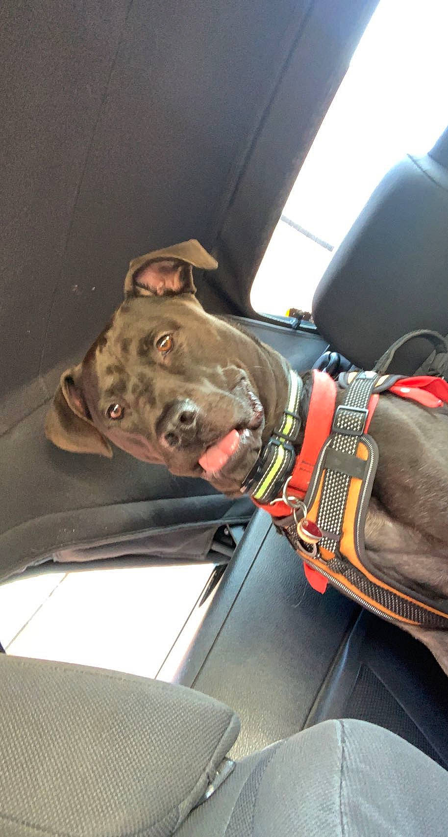 Rocco is registered to the contest to win money with this photo: army, auto_part, automotive_exterior, automotive_window_part, canidae, car_seat, carnivore, collar, dog, dog_breed, eyewear, fawn, military_organization, military_person, motor_vehicle, snout, sporting_group, vehicle, vehicle_door, windshield