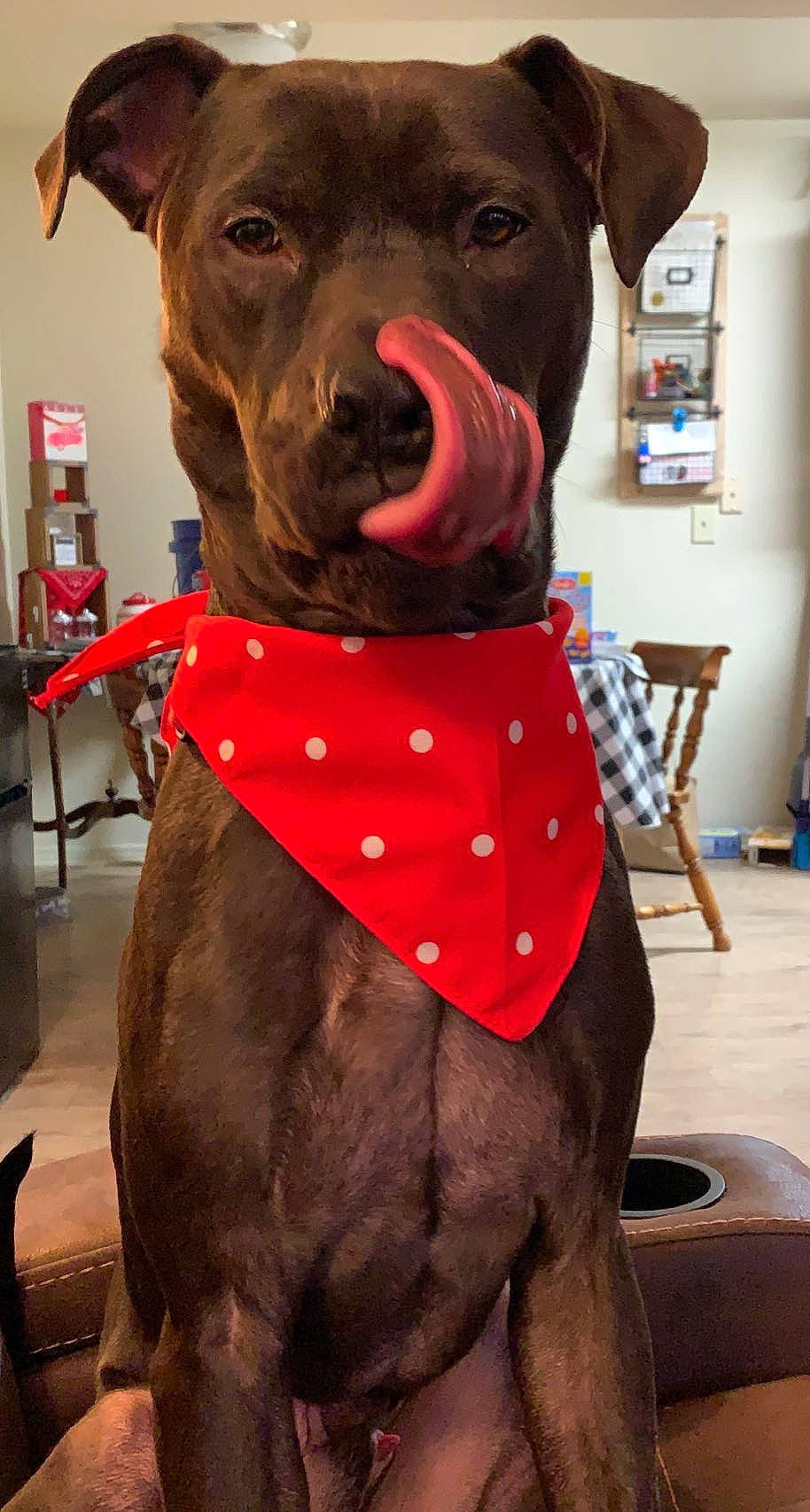 Rocco joined the competition — help win amazing prizes! carnivore, chair, collar, companion_dog, dog, dog_breed, dog_clothes, dog_collar, dog_supply, fawn, leash, liver, mammal, neck, personal_protective_equipment, pet_supply, red, snout, whiskers, working_animal
