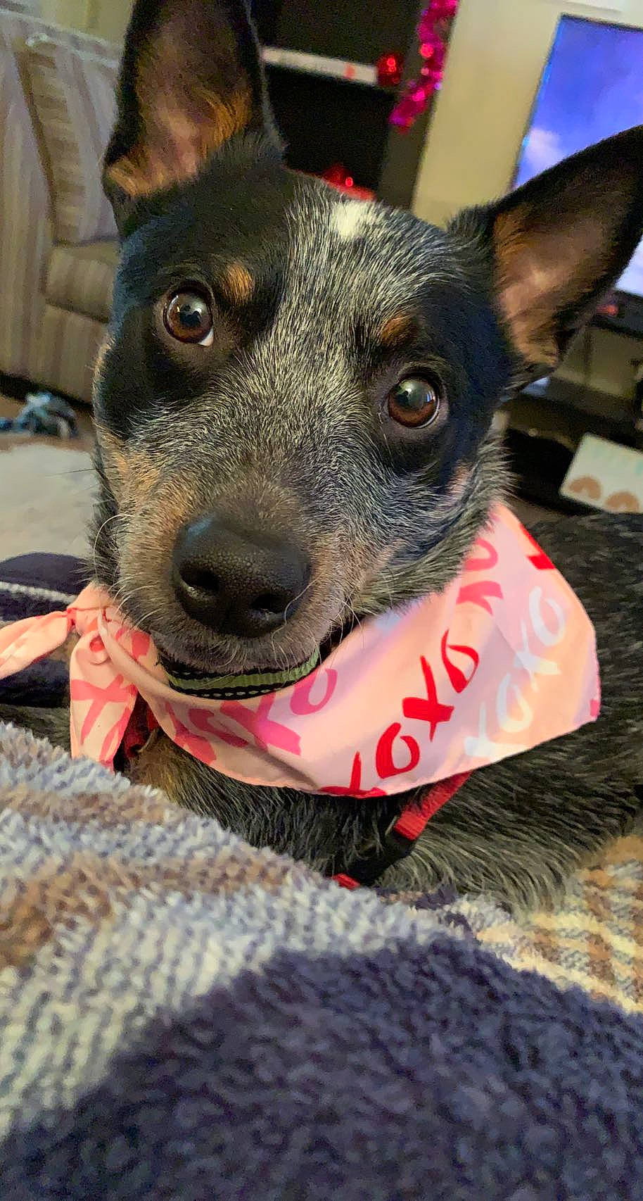 Houston joined the competition — help win amazing prizes! canidae, carnivore, collar, companion_dog, dog, dog_breed, dog_collar, dog_supply, ear, fashion_accessory, fawn, fur, guard_dog, party_hat, pet_supply, snout, sporting_group, toy_dog, whiskers, working_animal