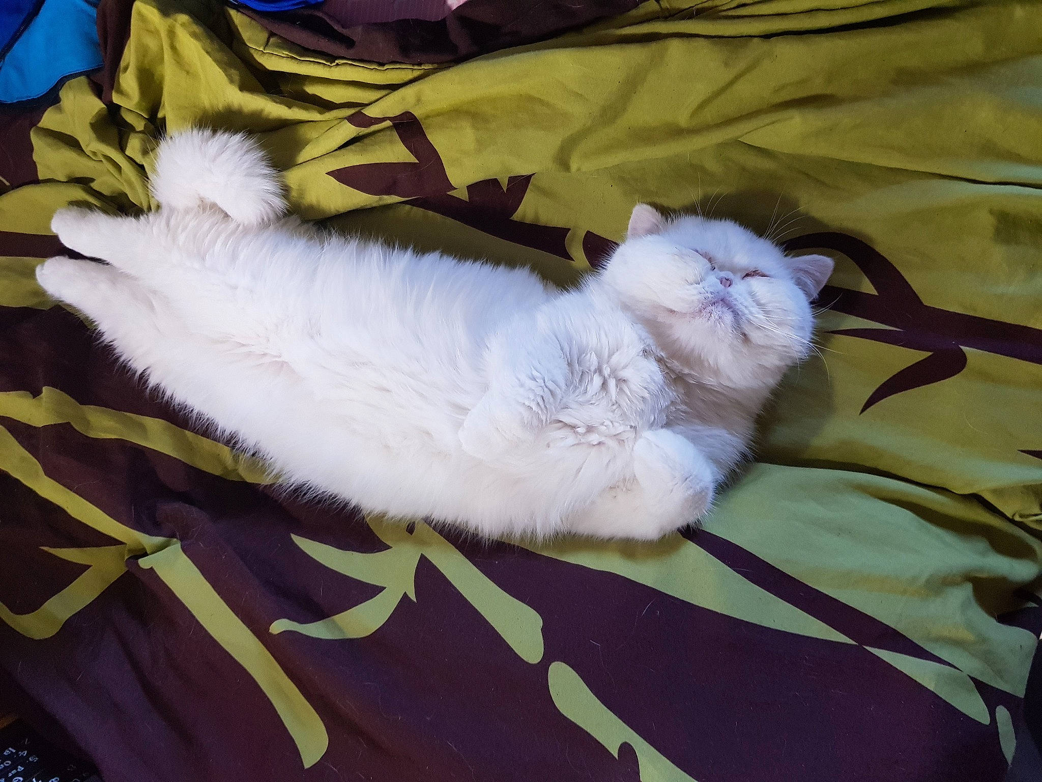 Raphaël a rejoint le concours — aidez-le/la à gagner de superbes lots ! bed_sheet, bedding, blanket, canidae, carnivore, cat, claw, comfort, domestic_short_haired_cat, fawn, felidae, fur, linens, nap, paw, sleep, small_to_medium_sized_cats, tail, whiskers