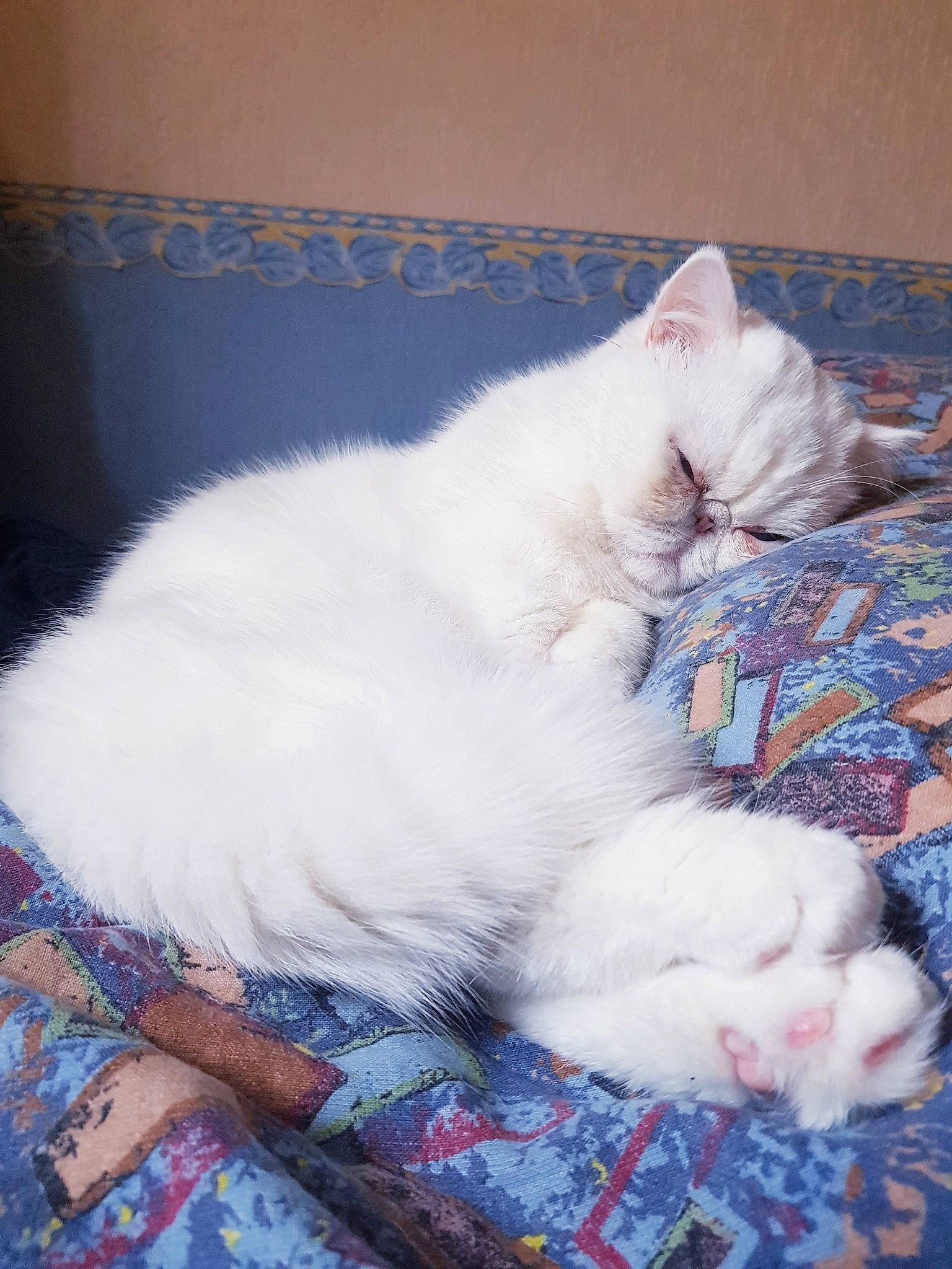 Raphaël participe au concours pour gagner de l'argent avec cette photo : carnivore, cat, claw, comfort, domestic_short_haired_cat, felidae, fur, nap, paw, sleep, small_to_medium_sized_cats, tail, whiskers