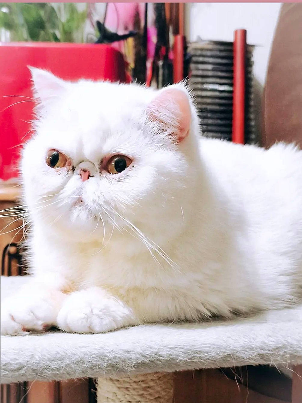 Raphaël participe au concours pour gagner de l'argent avec cette photo : carnivore, cat, fawn, felidae, fur, small_to_medium_sized_cats, snout, whiskers