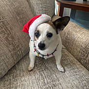 Sadie is registered to the contest to win money with this photo: animal, beige_couch, black_nose, christmas, christmas_costume, christmas_decor, couch, cute, decorations, dog, domestic_animal, ears, festive, fur, holiday_lights, holiday_season, indoor, pet, santa_hat, small_dog