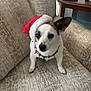 animal, beige_couch, black_nose, christmas, christmas_costume, christmas_decor, couch, cute, decorations, dog, domestic_animal, ears, festive, fur, holiday_lights, holiday_season, indoor, pet, santa_hat, small_dog