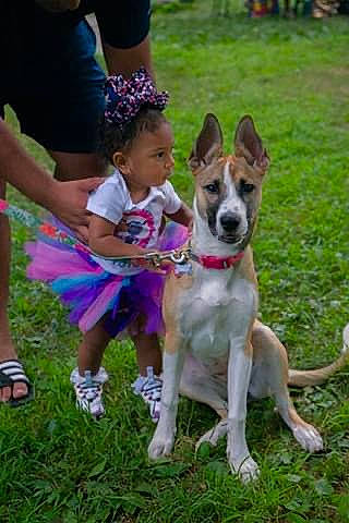 Davina is registered to the contest to win money with this photo: canidae, carnivore, carolina_dog, companion_dog, dog, dog_breed, fawn, mammal, rare_breed_dog, vertebrate