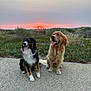 dog, golden_retriever, australian_shepherd, sunset, outdoor, nature, grass, path, happy, panting, pets, canine, two_dogs, sky, scenery, evening, smiling, fur, animal, landscape