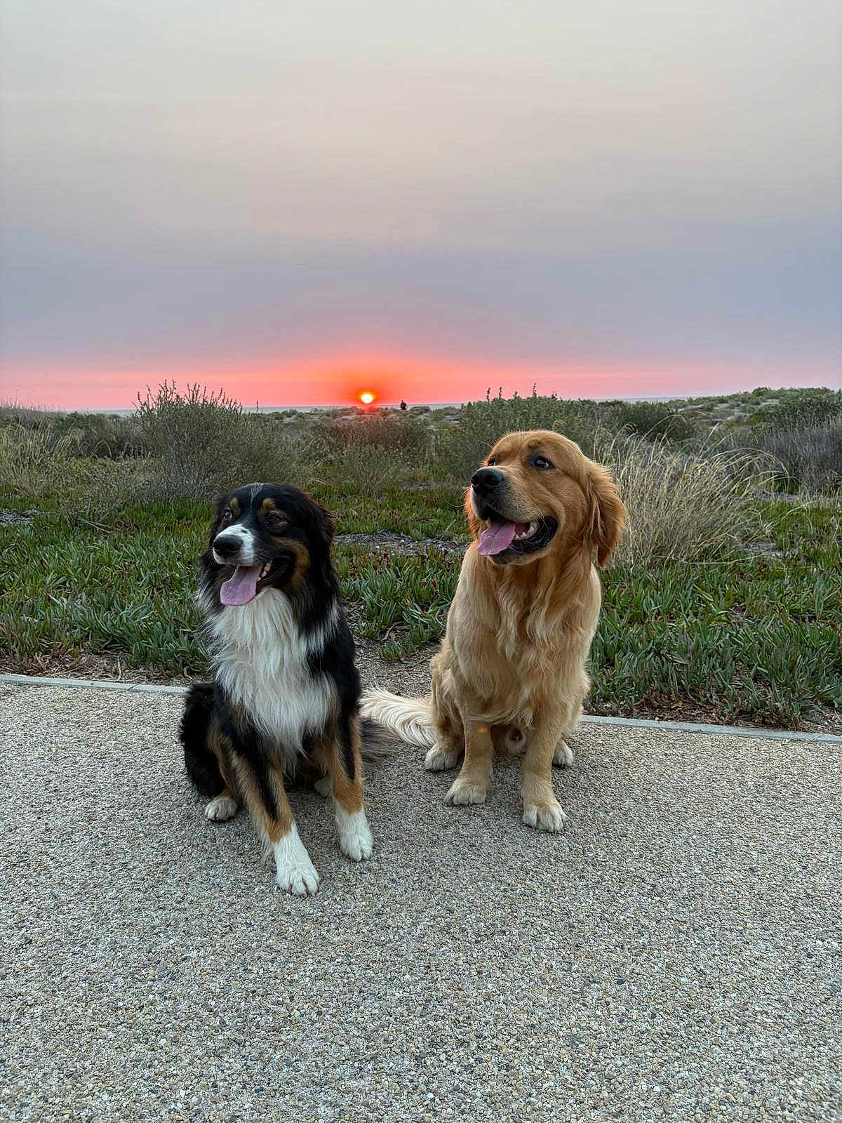 Markus participe au concours pour gagner de l'argent avec cette photo : dog, golden_retriever, australian_shepherd, sunset, outdoor, nature, grass, path, happy, panting, pets, canine, two_dogs, sky, scenery, evening, smiling, fur, animal, landscape