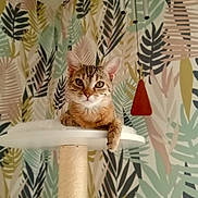 Kira participe au concours pour gagner de l'argent avec cette photo : cat, tabby, pet, animal, feline, indoor, relaxed, platform, paw, curious, wallpaper, leaf_pattern, decor, wind_chime, brown, white, cozy, cute, domestic, resting