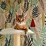 cat, tabby, pet, animal, feline, indoor, relaxed, platform, paw, curious, wallpaper, leaf_pattern, decor, wind_chime, brown, white, cozy, cute, domestic, resting