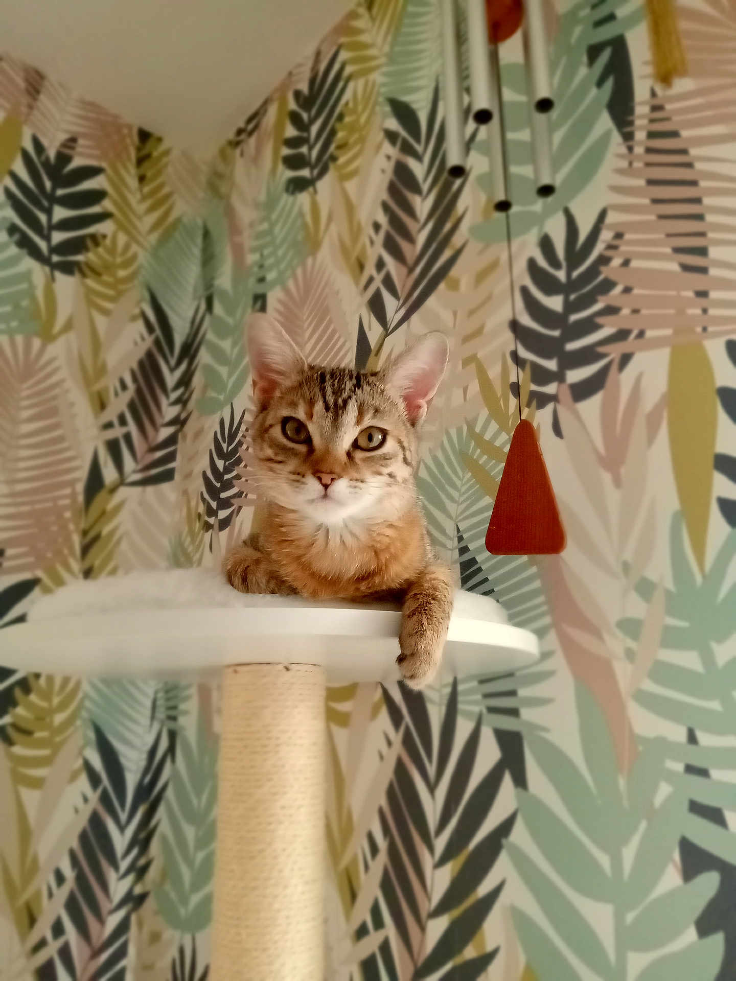 Kira