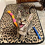 kitten, cat, tabby, animal, pet, playful, toy, leopard_print, mat, floor, indoor, cute, feline, whiskers, ears, tail, young, happy, curious, domestic