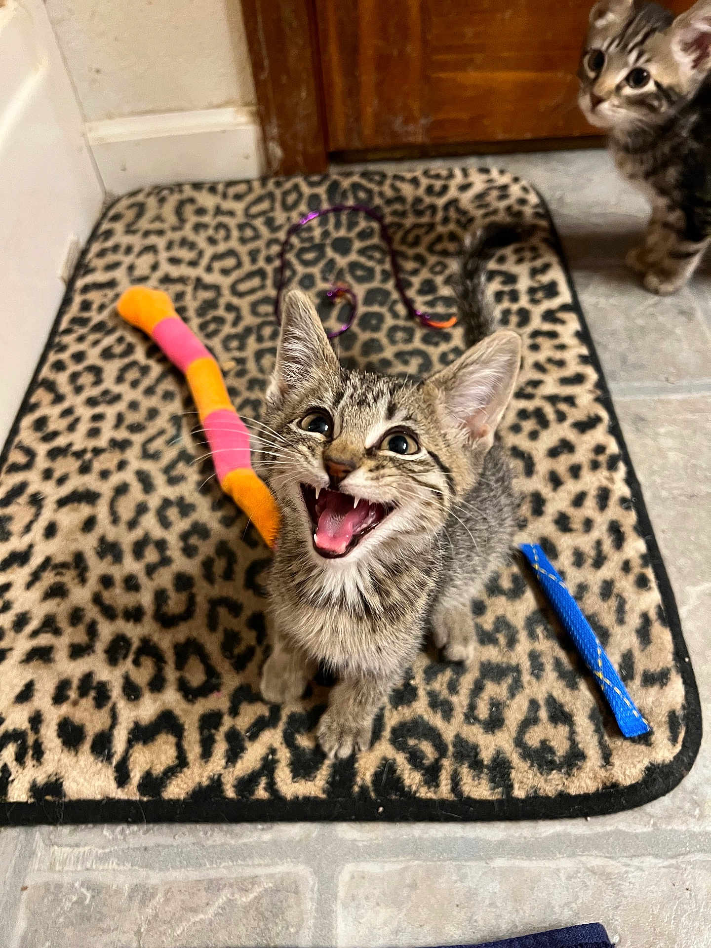Tony is registered to the contest to win money with this photo: kitten, cat, tabby, animal, pet, playful, toy, leopard_print, mat, floor, indoor, cute, feline, whiskers, ears, tail, young, happy, curious, domestic