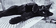Tite Puce participe au concours pour gagner de l'argent avec cette photo :