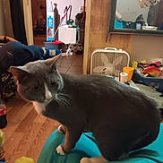 Smoky Joe joined the competition — help win amazing prizes! abyssinian, adult, animal, architecture, building, cat, couch, furniture, hardwood, head, indoors, interiordesign, livingroom, male, man, person, pet, plywood, room, wood