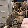 cat, kitten, tabby, feline, pet, animal, fluffy, striped_fur, blue_eyes, whiskers, ears, sitting, portrait, pink_blanket, indoor, bedroom, dresser, furniture, cute, photography