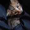kitten, cat, tabby, animal, feline, pet, portrait, closeup, whiskers, ears, eyes, curious, cute, head_tilt, fur, striped_fur, jacket, clothing, indoor, dark_background
