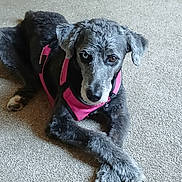 Midnight joined the competition — help win amazing prizes! dog, gray_fur, heterochromia, pink_harness, carpet, indoor, pet, lying_down, crossed_paws, canine, animal, fur, ears, snout, paw, domestic_animal, cute, portrait, resting, looking_at_camera