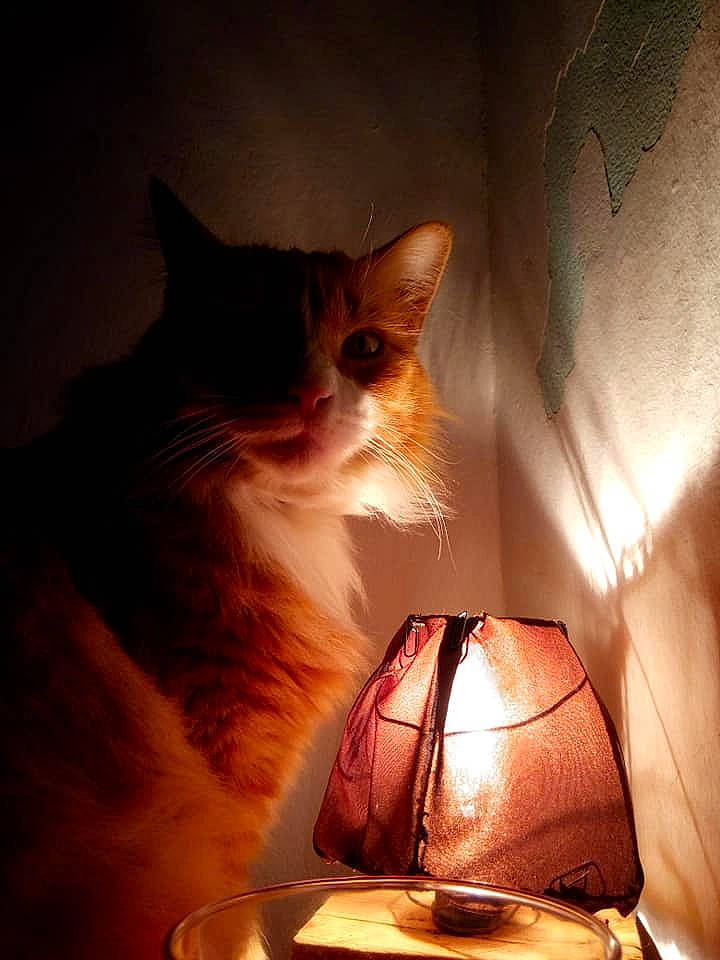 Guyzmo participe au concours pour gagner de l'argent avec cette photo : carnivore, cat, comfort, darkness, domestic_short_haired_cat, drinkware, felidae, fur, heat, lamp, orange, small_to_medium_sized_cats, snout, sunlight, tableware, tail, tints_and_shades, whiskers, window, wood