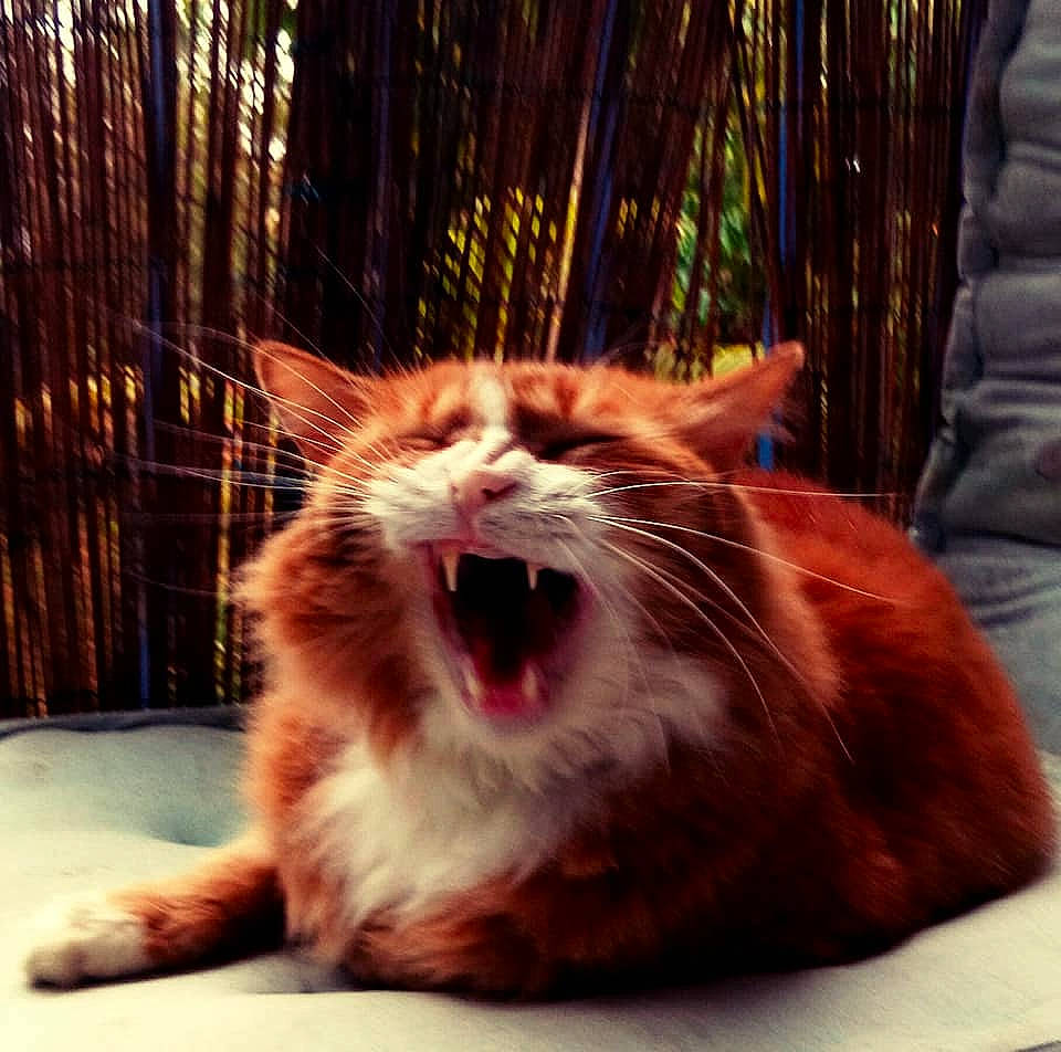 Guyzmo a rejoint le concours — aidez-le/la à gagner de superbes lots ! carnivore, cat, claw, domestic_short_haired_cat, eye, fang, felidae, fence, fur, iris, jeans, paw, plant, shout, small_to_medium_sized_cats, snout, tail, whiskers, window, yawn