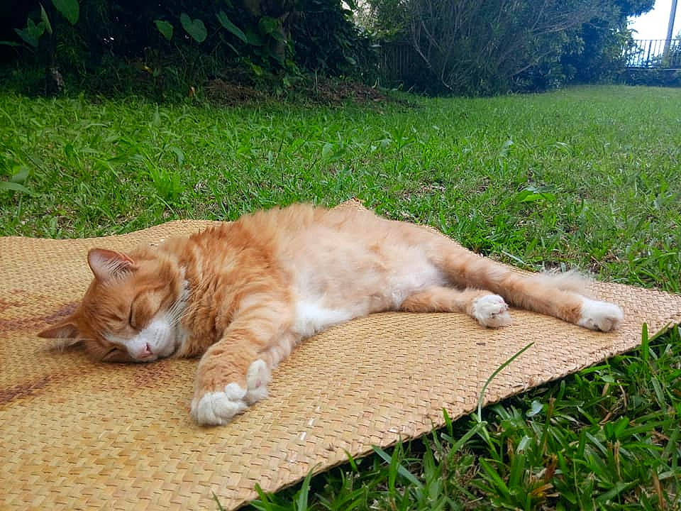 Guyzmo a rejoint le concours — aidez-le/la à gagner de superbes lots ! canidae, carnivore, cat, companion_dog, dog_breed, domestic_short_haired_cat, fawn, felidae, fur, grass, paw, plant, small_to_medium_sized_cats, snout, sporting_group, tail, terrestrial_animal, tree, whiskers, wildlife