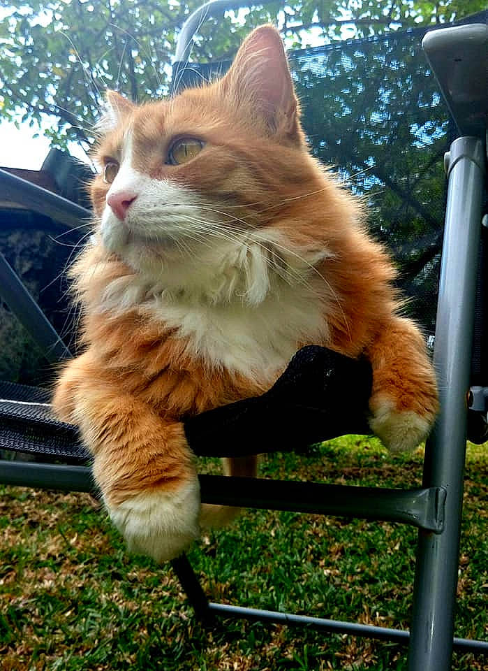 Guyzmo a rejoint le concours — aidez-le/la à gagner de superbes lots ! carnivore, cat, claw, domestic_short_haired_cat, fawn, felidae, fur, grass, paw, plant, sitting, small_to_medium_sized_cats, snout, tail, terrestrial_animal, tree, whiskers, window, windshield, wood