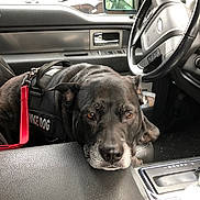 Haley joined the competition — help win amazing prizes! service_dog, dog, black_dog, pet, car_interior, steering_wheel, car_door, leash, water_bottle, console, seat, window, reflection, resting, animal, closeup, indoors, calm, leather, vehicle
