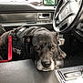service_dog, dog, black_dog, pet, car_interior, steering_wheel, car_door, leash, water_bottle, console, seat, window, reflection, resting, animal, closeup, indoors, calm, leather, vehicle
