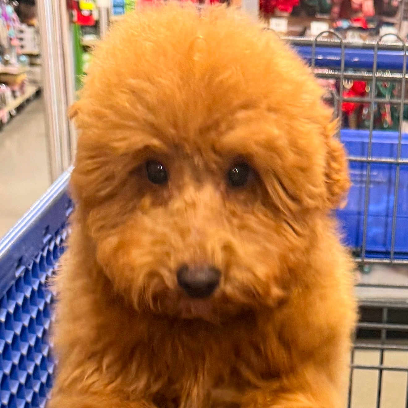 Rokko joined the competition — help win amazing prizes! animal, apricot, brown, closeup, commerce, cute, dog, eyes, face, fluffy, fur, indoor, nose, paws, pet_accessories, pet_store, puppy, retail, shopping_cart, store_aisle