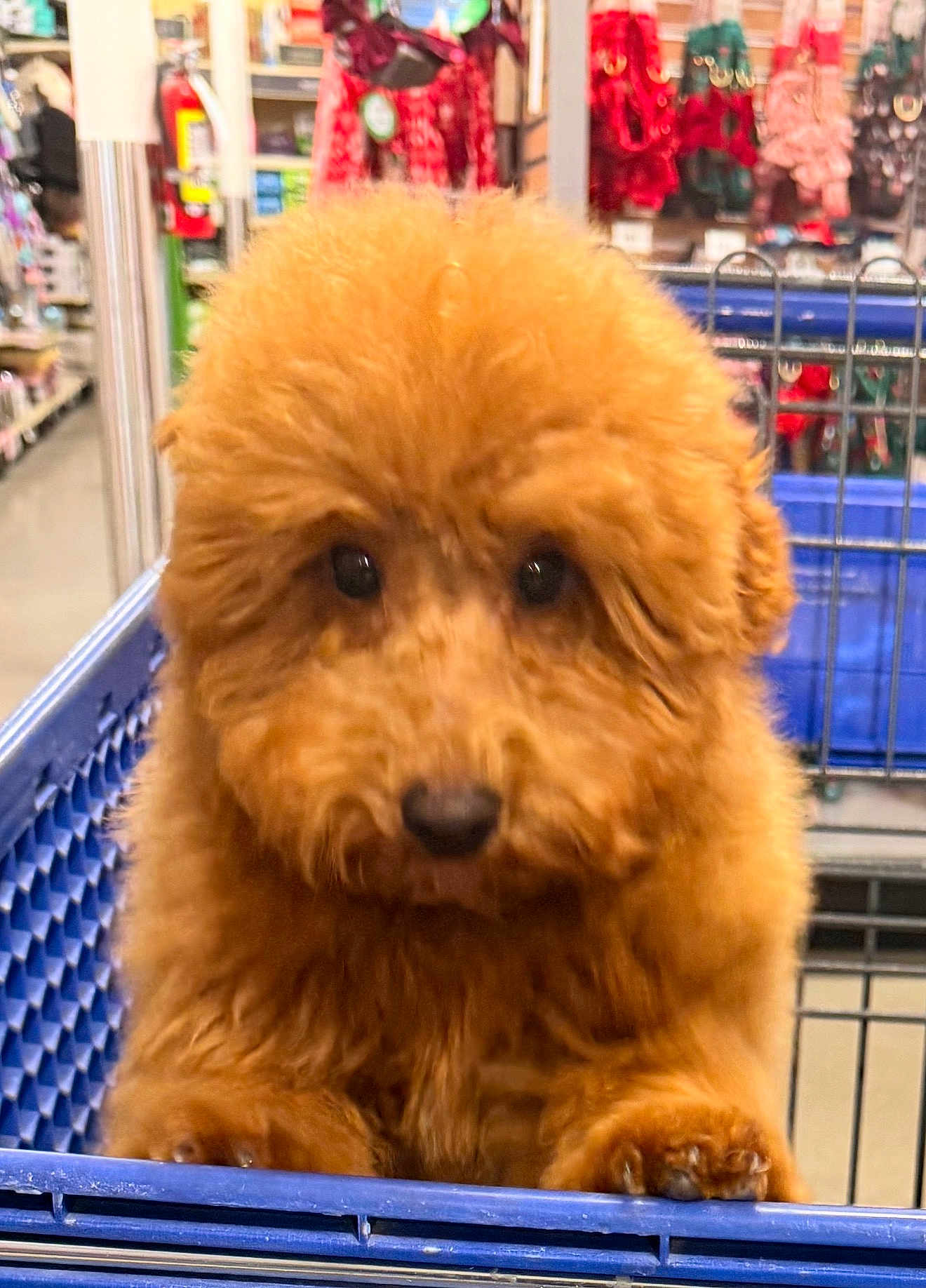 Rokko joined the competition — help win amazing prizes! dog, puppy, shopping_cart, pet_store, fluffy, brown, apricot, cute, animal, fur, pet_accessories, indoor, closeup, face, eyes, nose, paws, retail, store_aisle, commerce