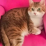 Gogo a rejoint le concours — aidez-le/la à gagner de superbes lots ! cat, tabby, pink_chair, feline, pet, indoor, curious, green_eyes, fur, whiskers, relaxed, small_chair, floor, speckled_floor, cute, animal, domestic_cat, seated, looking, cozy