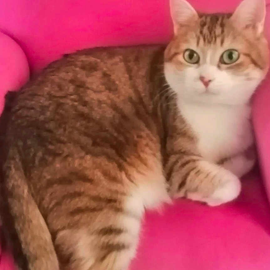 Gogo a rejoint le concours — aidez-le/la à gagner de superbes lots ! animal, cat, cozy, curious, cute, domestic_cat, feline, floor, fur, green_eyes, indoor, looking, pet, pink_chair, relaxed, seated, small_chair, speckled_floor, tabby, whiskers