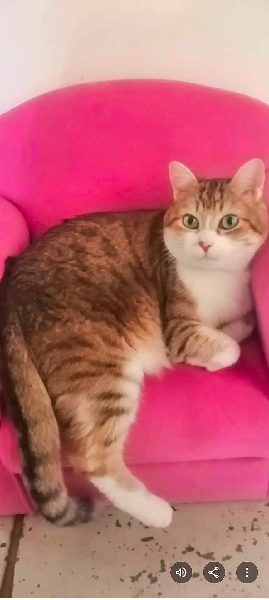 Gogo a rejoint le concours — aidez-le/la à gagner de superbes lots ! cat, tabby, pink_chair, feline, pet, indoor, curious, green_eyes, fur, whiskers, relaxed, small_chair, floor, speckled_floor, cute, animal, domestic_cat, seated, looking, cozy