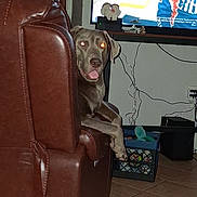 Sarge joined the competition — help win amazing prizes! dog, leather_chair, living_room, tv_screen, tile_floor, cables, crate, household_items, pet, indoor, flash_eyes, brown, furniture, curious, tongue_out, relaxed, home, electronics, wall, seat