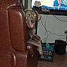 dog, leather_chair, living_room, tv_screen, tile_floor, cables, crate, household_items, pet, indoor, flash_eyes, brown, furniture, curious, tongue_out, relaxed, home, electronics, wall, seat