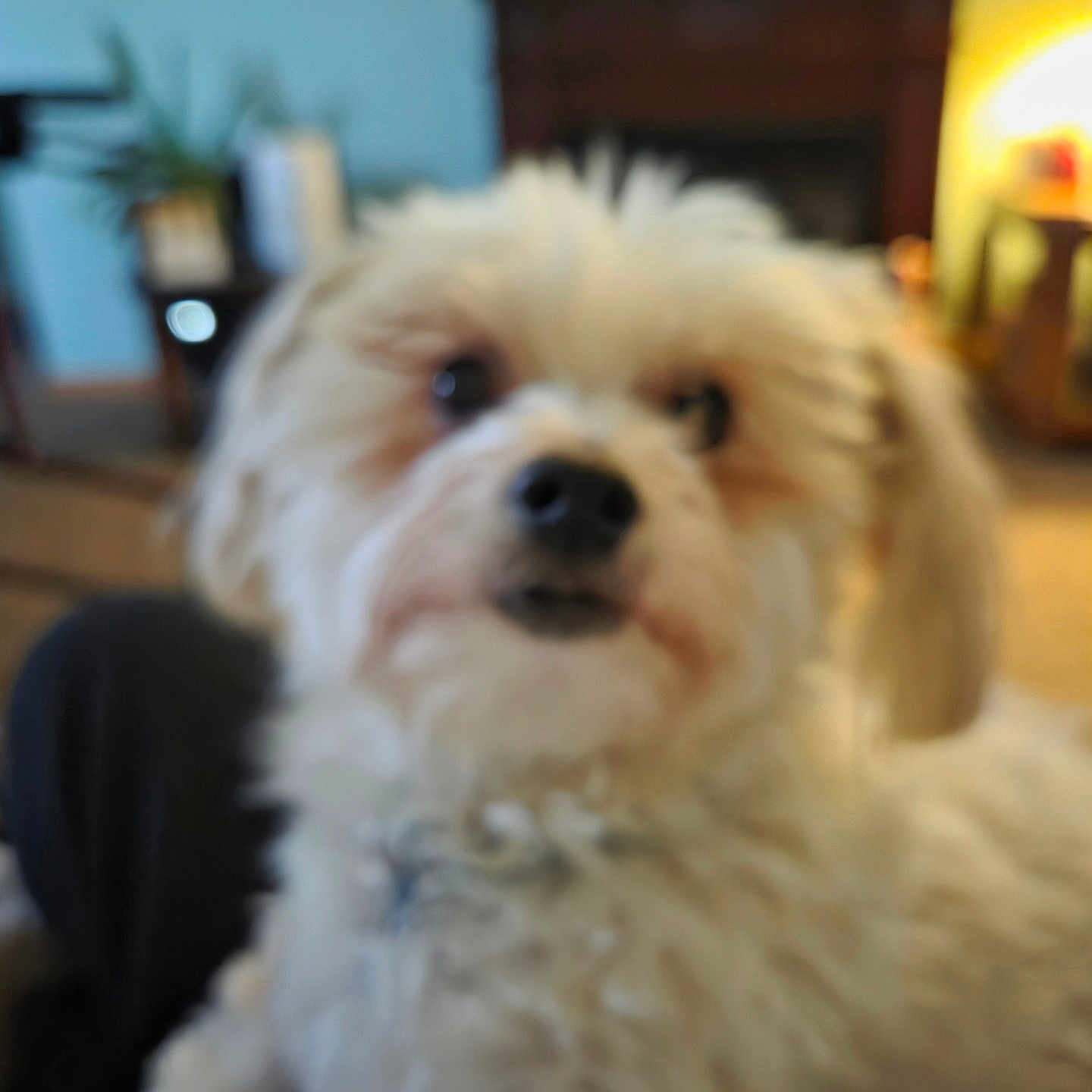 Kaya is registered to the contest to win money with this photo: dog, white_dog, fluffy, pet, indoor, living_room, fireplace, furniture, blurred, close_up, canine, cute, animal, cozy, home, domestic_animal, small_dog, fur, companion, relaxing